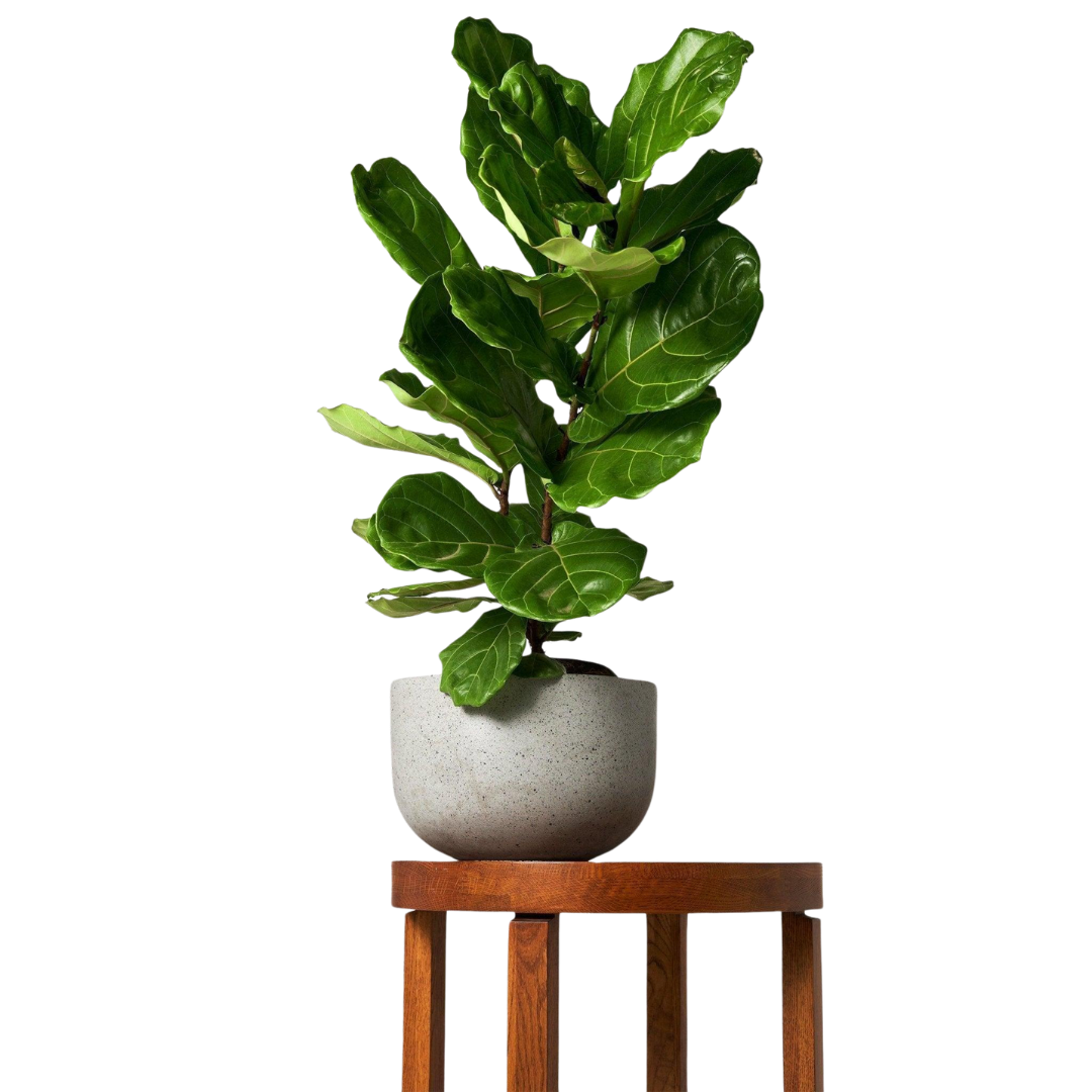 Tropical Treasure Fig Tree - Bold Leafy Indoor Plant