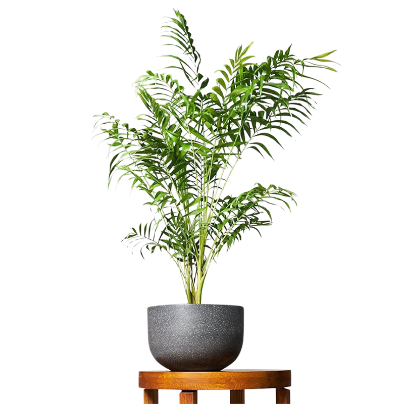 Parlor Palm Bamboo - Stylish Low-Maintenance Indoor Plant