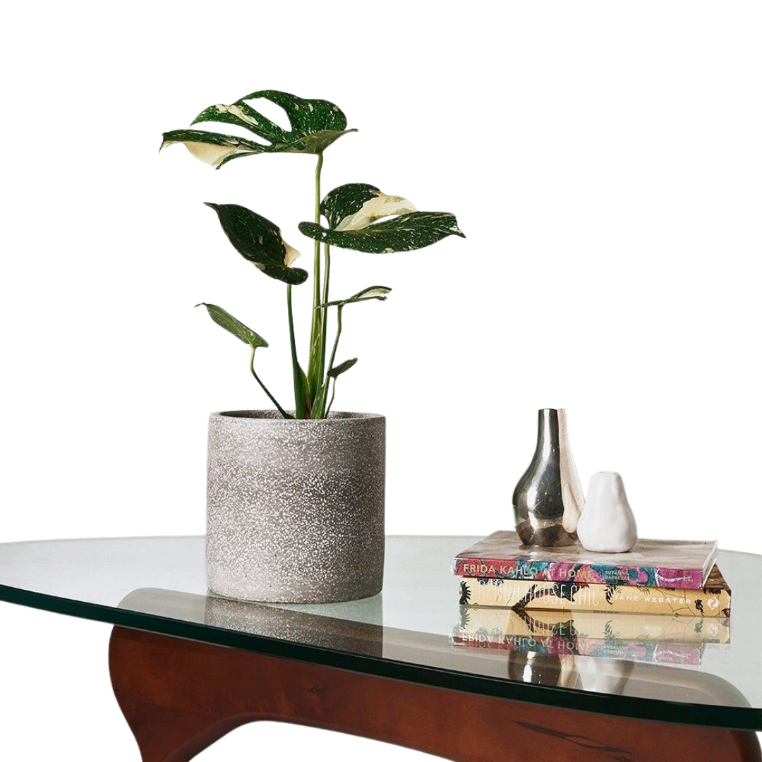 Tropical Treasure Fig Tree - Bold Leafy Indoor Plant