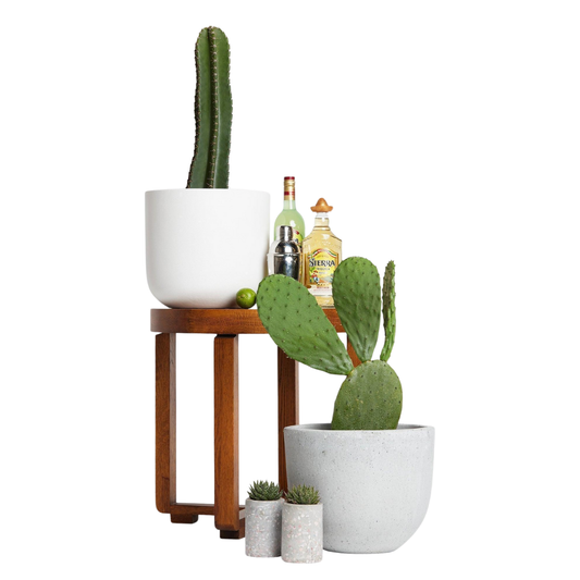 San Pedro Cactus - Iconic Andean Statement Plant