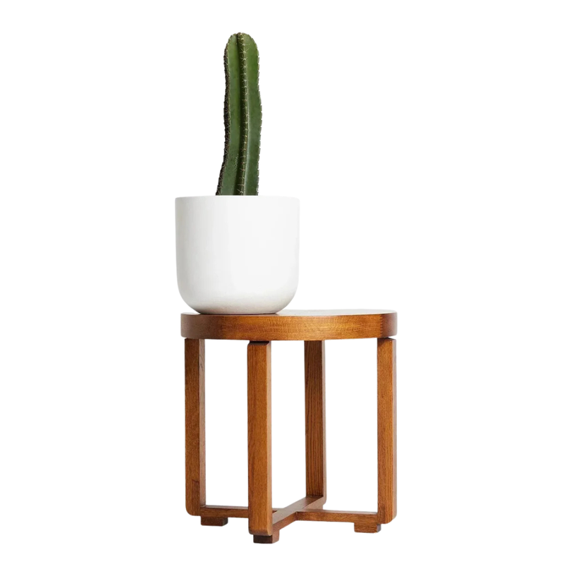 San Pedro Cactus - Iconic Andean Statement Plant