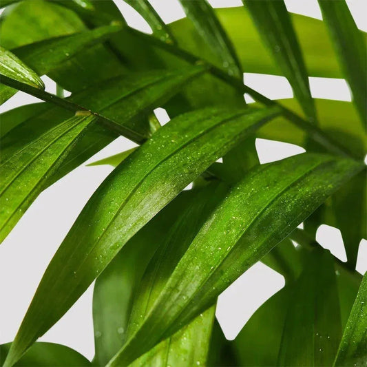 Parlor Palm Bamboo - Stylish Low-Maintenance Indoor Plant
